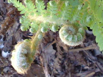 Polystichum sp.